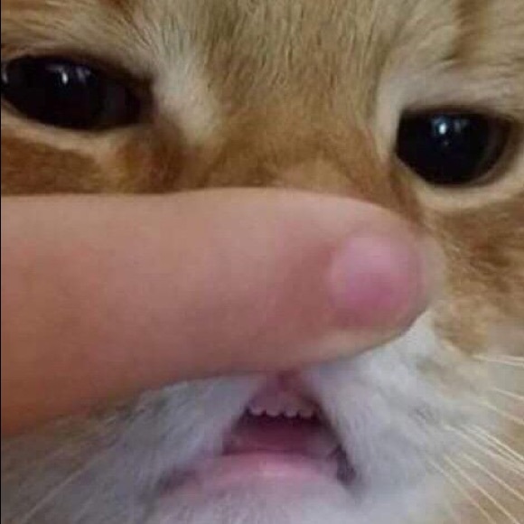 Meet your Posher, Liz - Picture 6 of 8